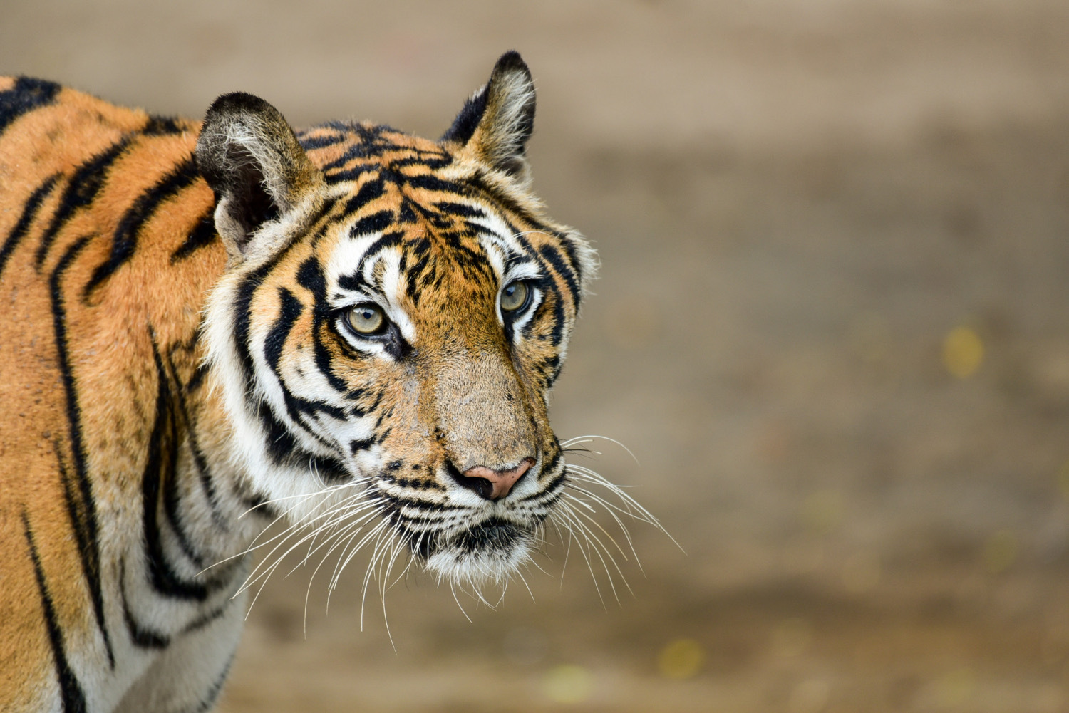 Celebrating International Tigers Day: Harnessing Technology For Coexistence And Conflict Mitigation