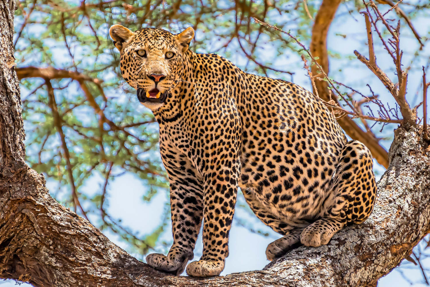 Celebrating International Leopard Day: Promoting Coexistence