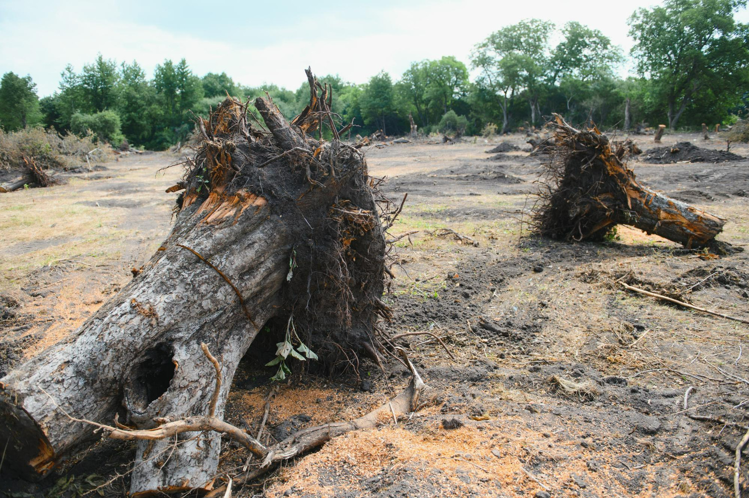 Saving Trees With Tech: A Modern Approach To Deforestation