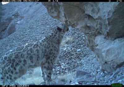 machine learning to develop wildlife image classification model