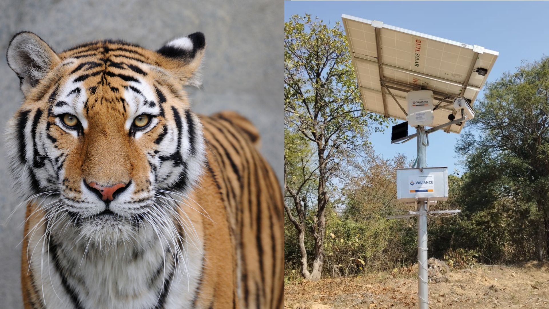 Smart AI Alerts Reducing Wildlife Conflict in Mul