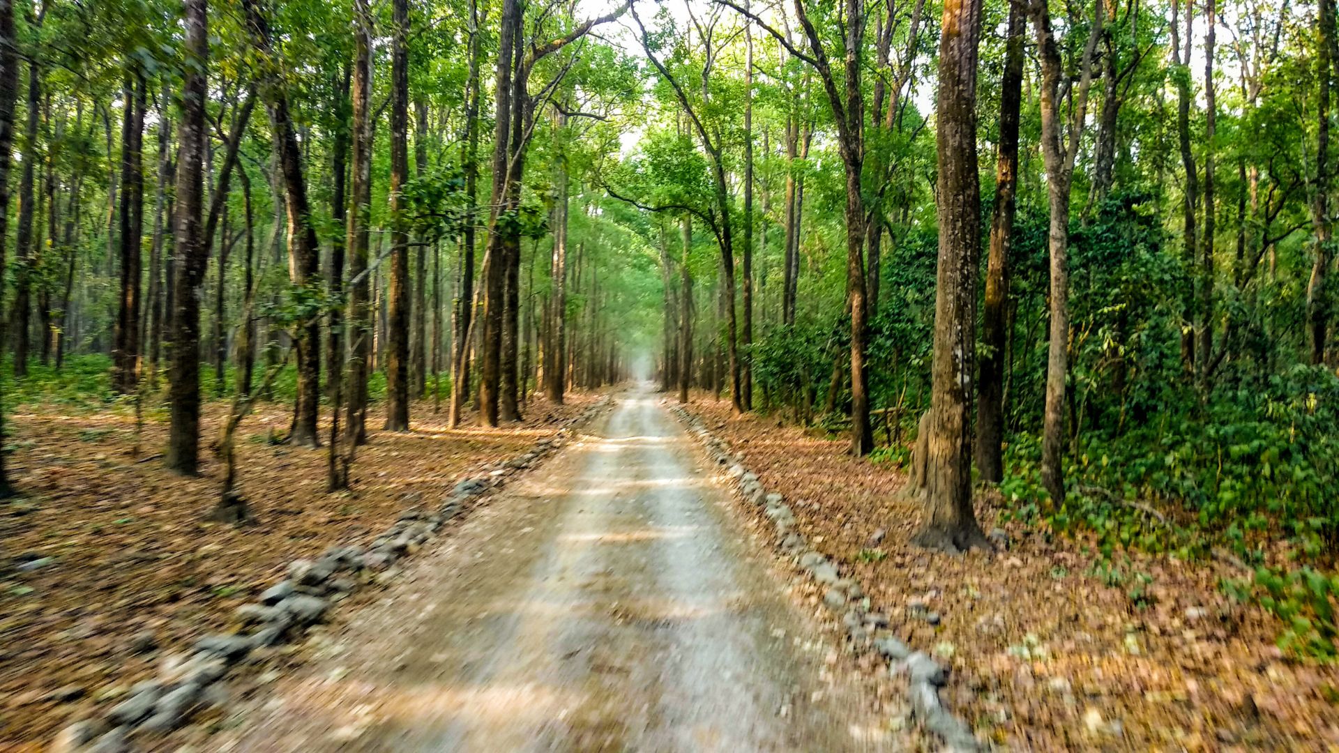 Transforming Wildlife Data into Actionable Insights at Pench Tiger Reserve