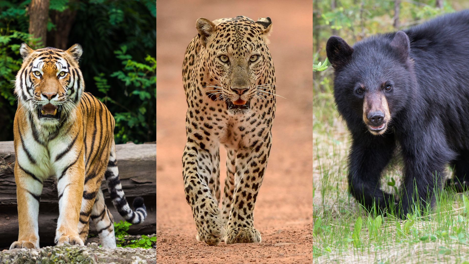 _Transforming Wildlife Safety AI Solutions for Chandrapur